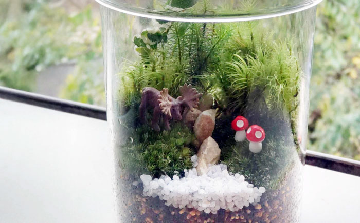 苔テラリウム （蓋付きガラス瓶）植物 コケテラリウム 苔 インテリア テラリウム 三次市/園芸王国パスタイム [APCJ008]