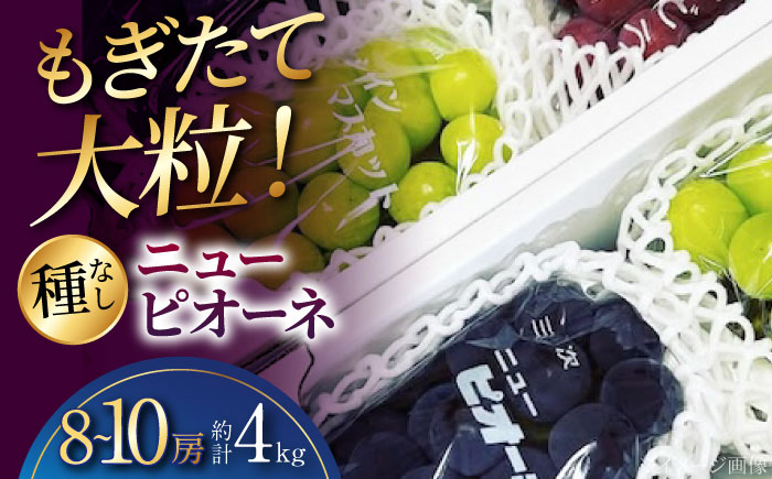 【2026年先行予約】 三次の葡萄 ニューピオーネ（約4kg／8から10房）＜8月下旬頃から順次発送＞ 三次市 / 黒瀬ぶどう園 [APAB004]