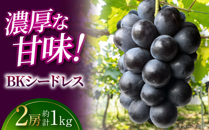 【2026年先行予約】 BKシードレス （約1kg／2房） ＜8月下旬頃から順次発送＞ 三次市 / 黒瀬ぶどう園 [APAB008]