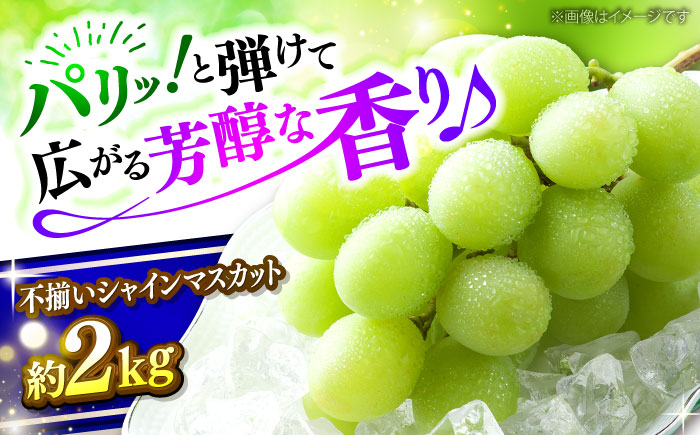 【2026年先行予約】 訳あり シャインマスカット（約2kg／4から5房）＜9月上旬頃から順次発送＞ 不揃い 三次市 / 黒瀬ぶどう園 [APAB009]