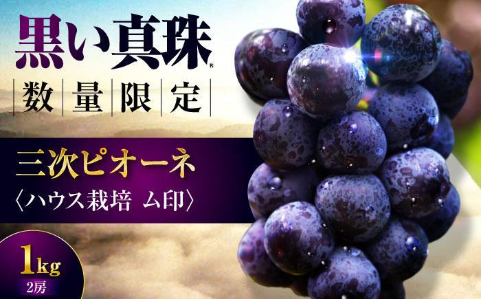 【数量限定】三次ピオーネ ハウス栽培ム印 1kg （2房） 80セット限定 ぶどう ピオーネ 葡萄 ブドウ フルーツ 果物 三次市 / 三次ピオーネ生産組合 [APBD001]