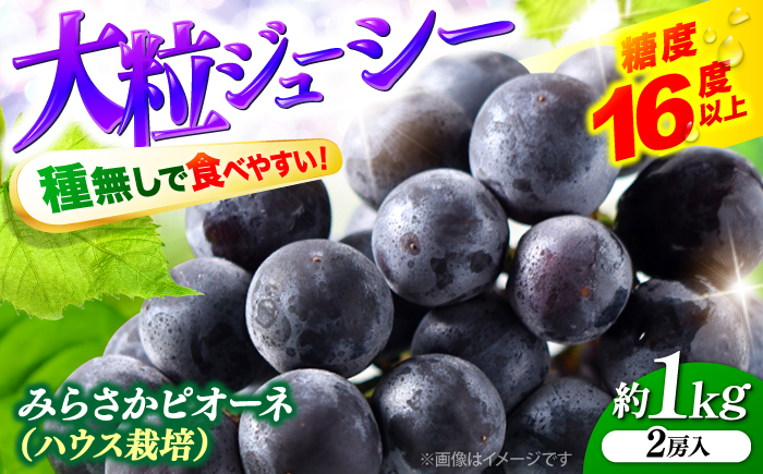 【7月中旬から8月上旬に順次発送】みらさかピオーネ（ハウス栽培）1kg 2房入 種無し ぶどう フルーツ ギフト ピオーネ 果物 三次市/みらさかピオーネ直売所 [APBE001]