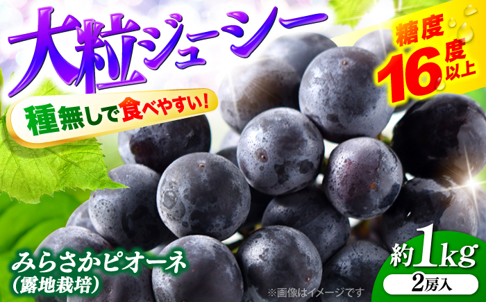 【先行予約】【8月下旬から9月上旬に順次発送】みらさかピオーネ（露地栽培）1kg 2房入 フルーツ ギフト ピオーネ ぶどう 果物 三次市/みらさかピオーネ直売所 [APBE003]