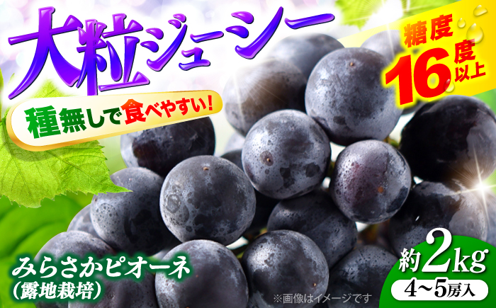 【先行予約】【8月下旬から9月上旬に順次発送】みらさかピオーネ（露地栽培）2kg 4から5房入 フルーツ ギフト ピオーネ ぶどう 果物 三次市/みらさかピオーネ直売所 [APBE004]