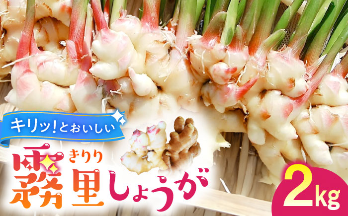 霧里（きりり）しょうが 三次市/農縁たねまき [APBX001]