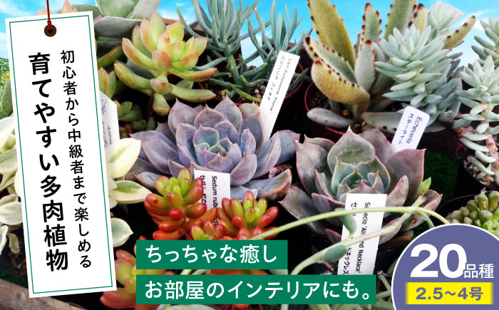 多肉植物 20品種20鉢セット 植物 セット 初心者 育てやすい 多肉植物 三次市/園芸王国パスタイム [APCJ002]