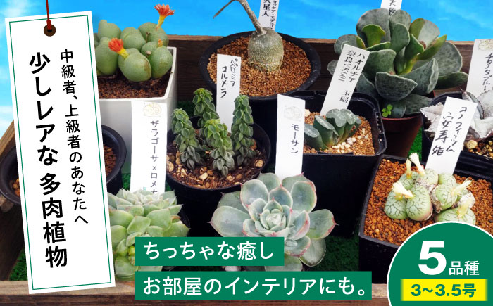 多肉植物 少しレアな5品種5鉢セット 植物 レア セット 珍しい 多肉植物 三次市/園芸王国パスタイム [APCJ003]