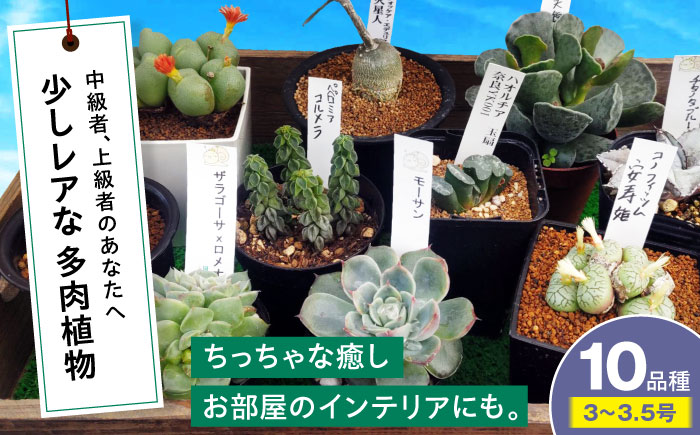 多肉植物 少しレアな10品種10鉢セット 植物 レア セット 珍しい 多肉植物 三次市/園芸王国パスタイム [APCJ004]