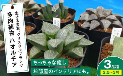 多肉植物 ハオルチア3品種3鉢セット 室内 植物 セット ハオルシア クリスタルプランツ 三次市/園芸王国パスタイム [APCJ006]