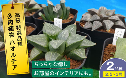多肉植物 高級ハオルチア2品種2鉢セット 室内 植物 セット ハオルシア クリスタルプランツ 三次市/園芸王国パスタイム [APCJ007]