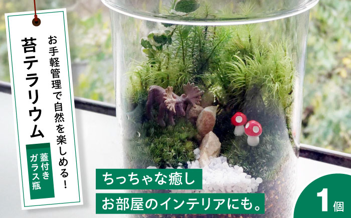苔テラリウム （蓋付きガラス瓶）植物 コケテラリウム 苔 インテリア テラリウム 三次市/園芸王国パスタイム [APCJ008]