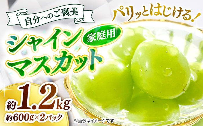 【2026年先行予約】＜9月中旬から順次発送＞シャインマスカット【訳あり】シャインマスカット 約1.2kg（約600g×2パック）露地栽培 シャインマスカット マスカット 果物 フルーツ 葡萄 ぶどう 三次市/西田ぶどう園 [APCM005]