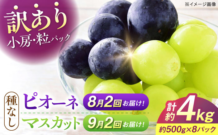【先行予約】【全4回定期便】【月2回×2ヶ月】【8月上旬から9月末に順次発送】【訳あり】 8月ピオーネ1kg×2回 / 9月シャインマスカット1kg×2回 ぶどう 計4kg マスカット ブドウ シャイン 葡萄 三次市/西田ぶどう園 [APCM016]