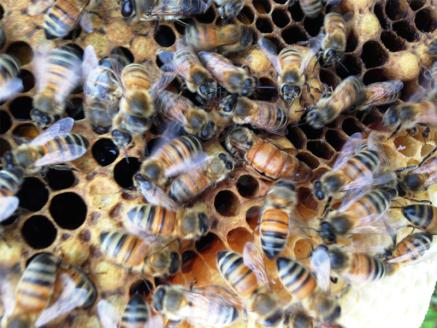 完熟純粋 ハチミツ 百花蜜 600g×2個｜広島県産 はちみつ 蜂蜜 国産 [1444]