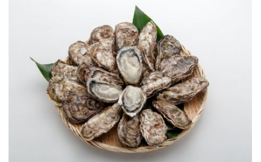 オレの牡蠣アミスイ 殻付 牡蠣 10kg｜朝どれ 生食用 殻付き かき カキ 大粒 生牡蠣 生かき 生がき 生カキ 生ガキ 貝 シーフード オイスター 海産物 海鮮 魚介類 海の幸 海のミルク 濃厚 BBQ バーベキュー カンカン焼き ガンガン焼き かんかん焼き がんがん焼き おおたけカキ 広島 大竹 玖波 宮島 瀬戸 国産 産地直送 [1747]