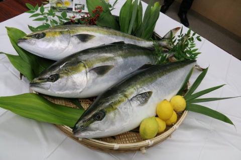 「あたたハマチtoレモン」のしゃぶしゃぶ｜広島 阿多田島ブランド 季節限定 はまち しゃぶしゃぶ 美味しく食べられるこの季節だけ 鮮魚 [2278]