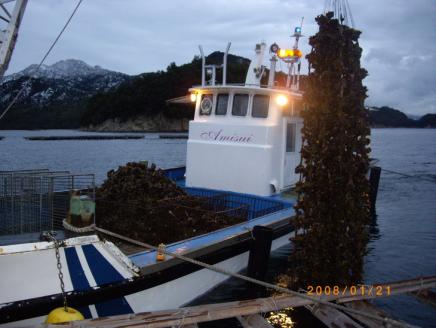 冷凍 殻付 牡蠣 10kg｜朝どれ 冷凍 加熱用 かき 大粒 貝 シーフード オイスター 海鮮 濃厚 BBQ バーベキュー ガンガン焼き おおたけカキ 特大サイズ 広島県産 大竹市 玖波 宮島 瀬戸 国産 産地直送 [2222]