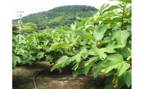 ジャムという名のフルーツ『手作り いちじく ジャム 3瓶セット』余計なものは何も加えない [1300]