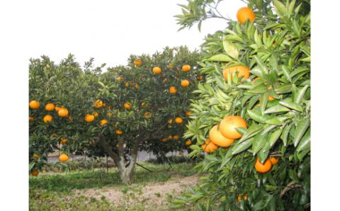 ジャムという名のフルーツ『手作り いちじく ジャム 3瓶セット』余計なものは何も加えない [1300]