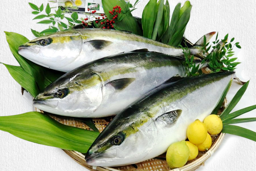 広島レモンサーモン＆あたたブリtoレモンの詰め合わせ｜合計820g 大容量 刺身 生食用 冷凍 食べ比べ フルーツ魚 鮭 サケ さけ ぶり 瀬戸内海 国産 阿多田島サーモン 骨抜き 皮付き ふるさと ランキング 人気 [1932]