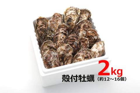 オレの牡蠣アミスイ 殻付牡蠣 2kg｜朝どれ 生食用 殻付き かき カキ 大粒 生牡蠣 生かき 生がき 生カキ 生ガキ 貝 シーフード オイスター 海産物 海鮮 魚介類 海の幸 海のミルク 濃厚 BBQ バーベキュー カンカン焼き ガンガン焼き かんかん焼き がんがん焼き おおたけカキ 広島 大竹 玖波 宮島 瀬戸 国産 産地直送 [1805]
