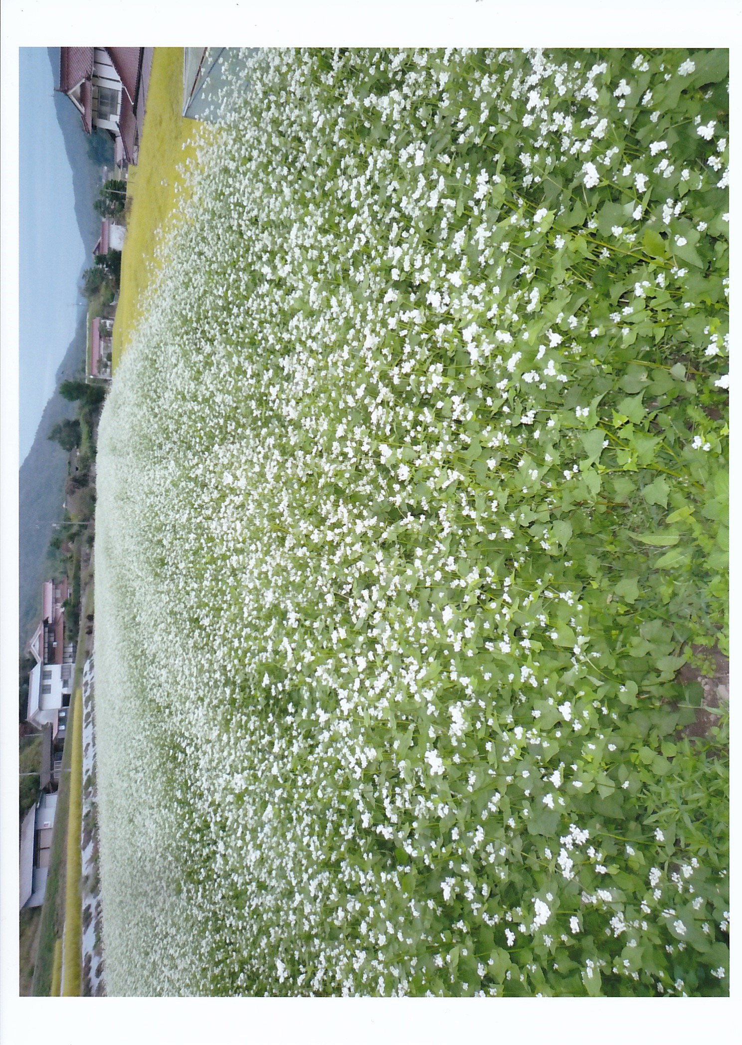こうち寄りん菜（さい）屋　小田そばセット