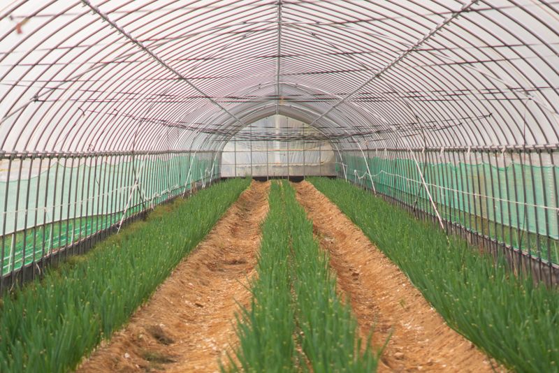 ねぎ農家がつくったサムライねぎ餃子96個(16個ｘ6パック)