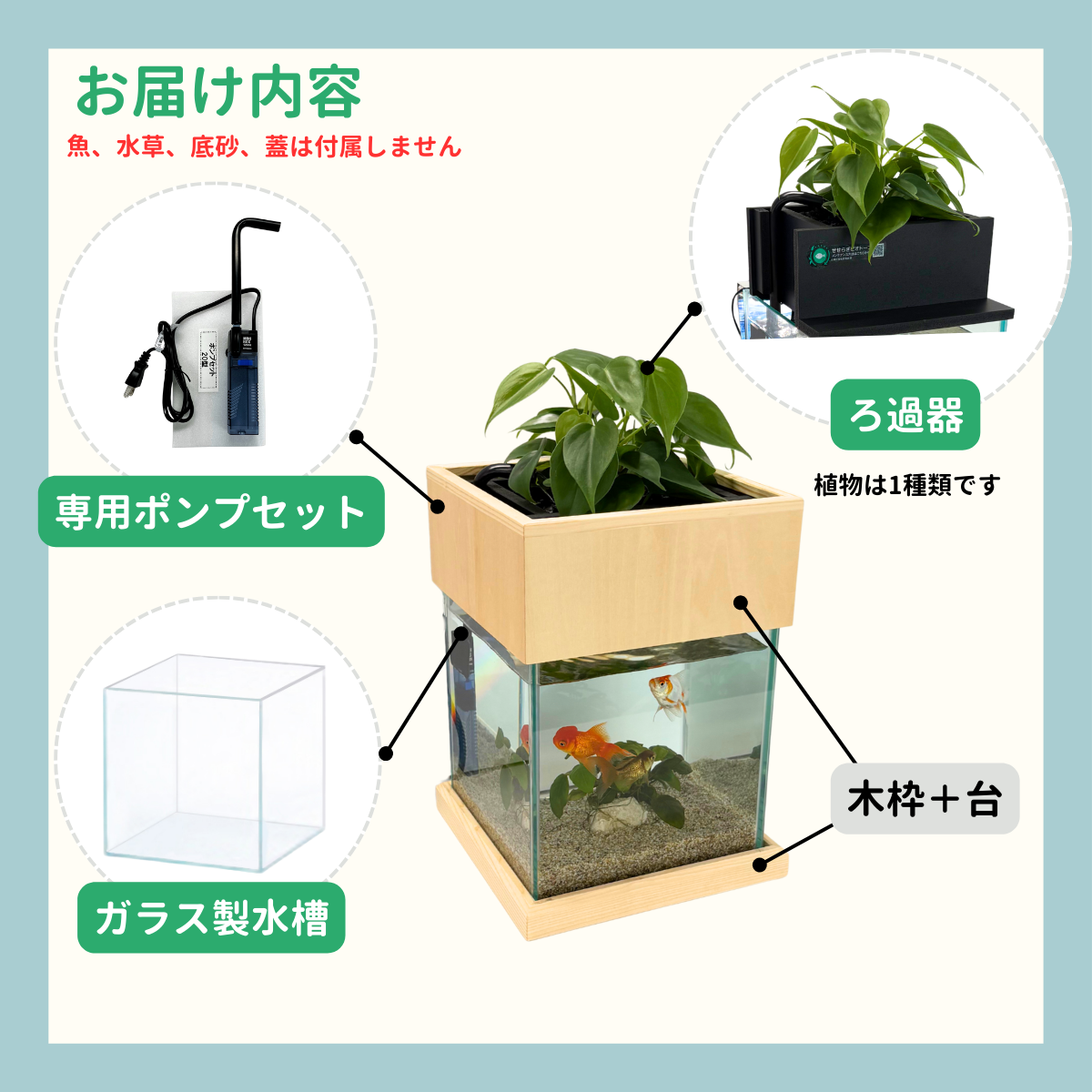せせらぎビオトープ　25cm型基本+木枠台セット（ガジュマル＋他1種）