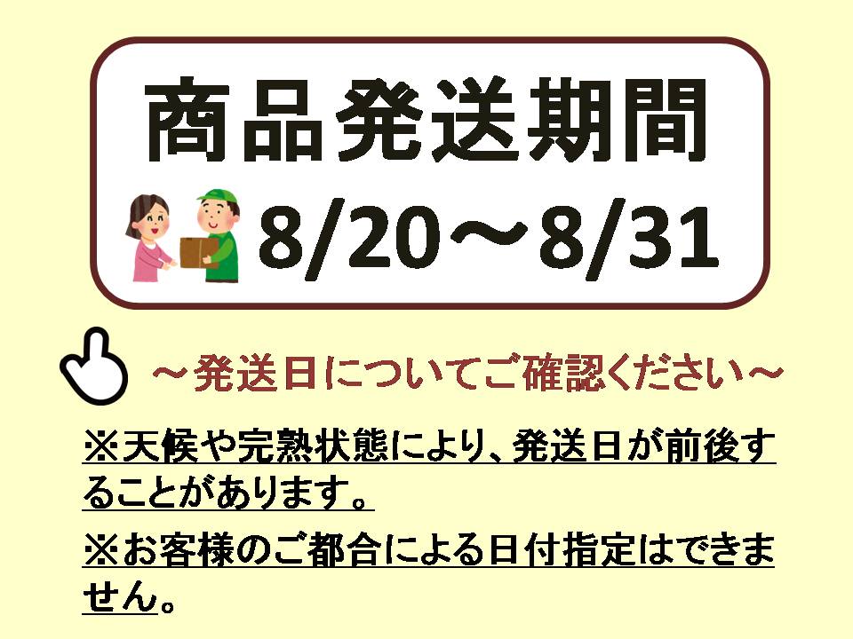 【2026年発送分先行予約】ナガノパープル　2房（約1㎏）　8月下旬発送　広島　農家直送・新鮮朝採り　【配送不可：離島】【※お届け日指定不可】