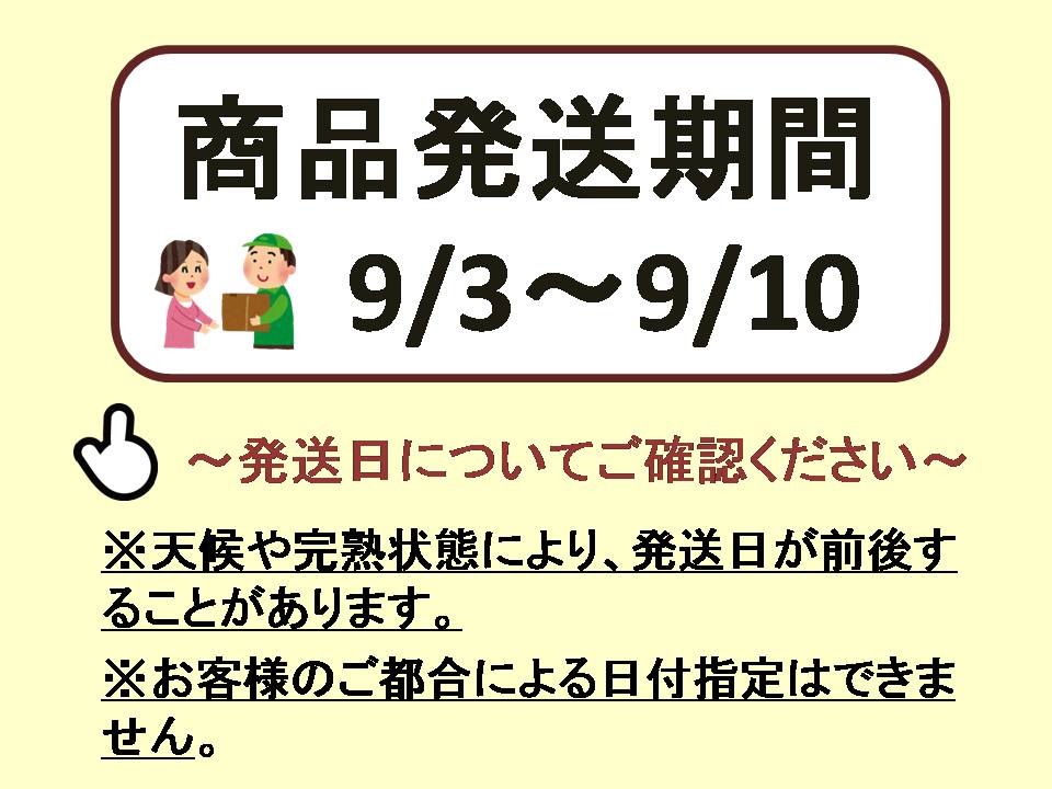 【2026年発送分先行予約】シャインマスカット　2～3房（約1.3㎏）　9月上旬発送　広島　農家直送・新鮮朝採り　　【配送不可：離島】【※お届け日指定不可】
