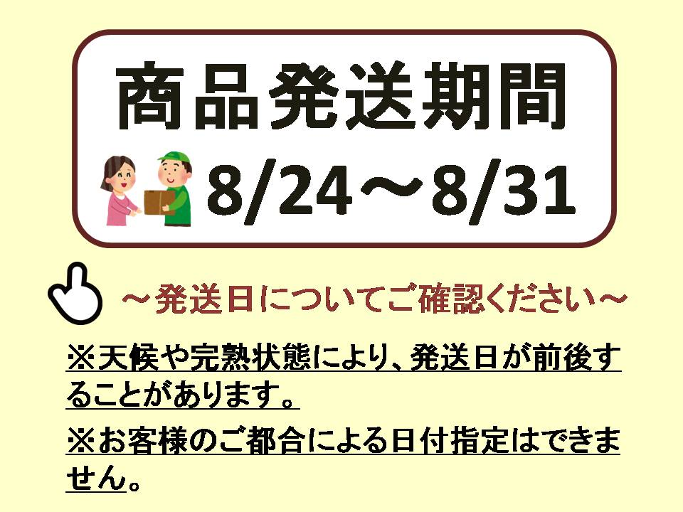 【2026年発送分先行予約】ナガノパープル・シャインマスカット　2房セット（約1kg）　8月下旬発送　広島　農家直送・新鮮朝採り【配送不可：離島】【※お届け日指定不可】