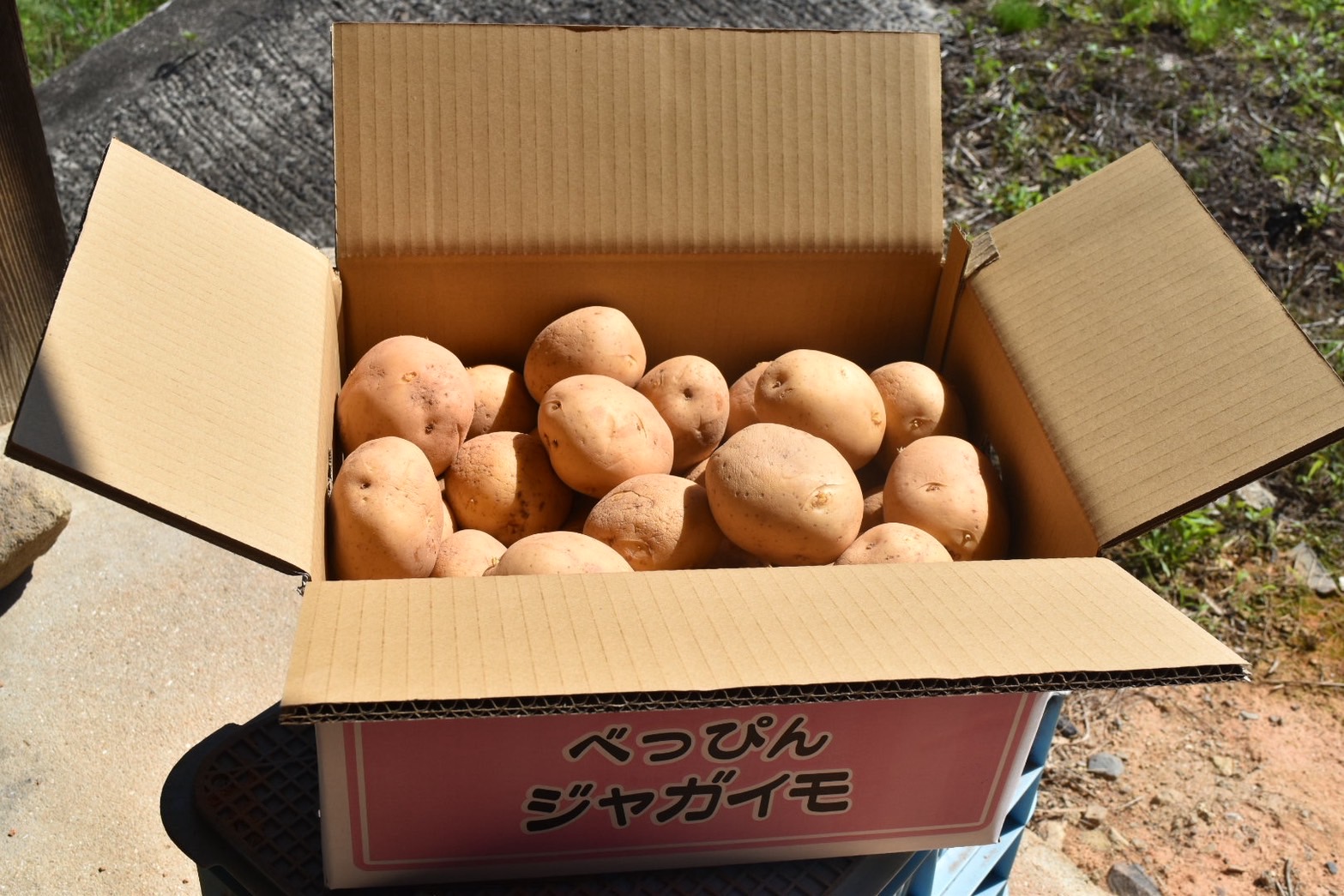 【予約商品】安芸津　赤土じゃがいも　10kg【配送時期:6月上旬～8月上旬/11月下旬～1月上旬】