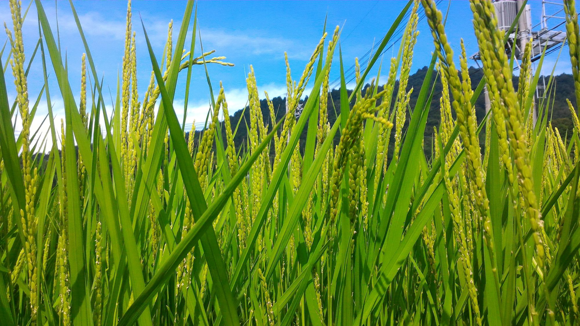 東広島市産米 令和7年産 あきさかり 5kg×2袋