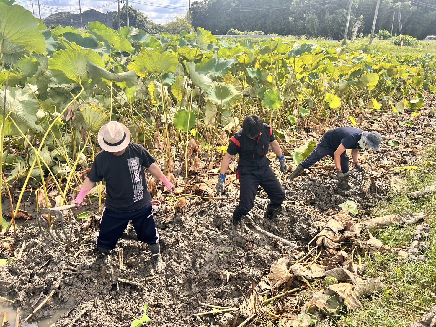 和美蓮根チップス 15g×5袋