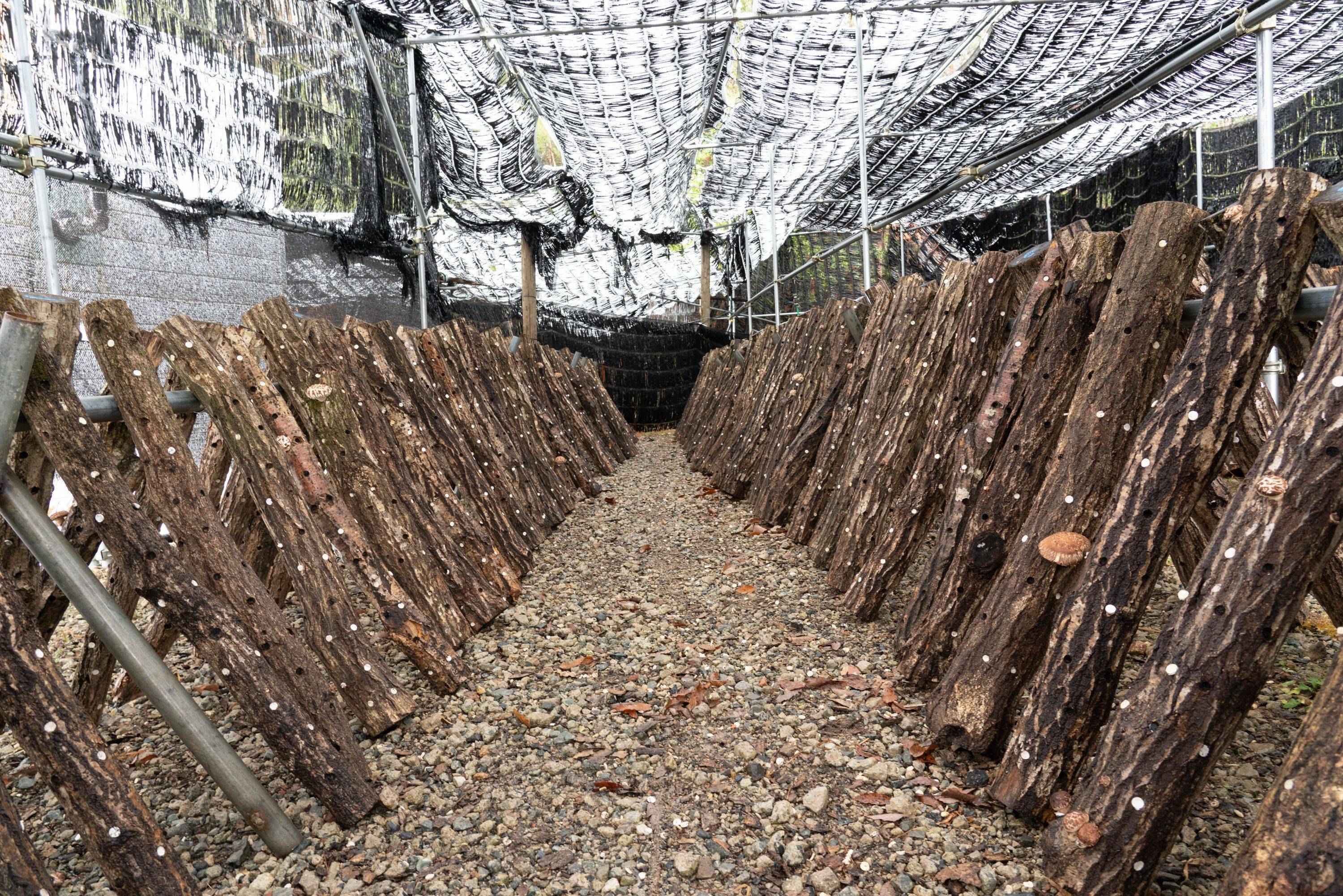 西条鰹ふりだし50包入り、原木しいたけ50gセット