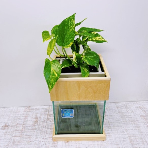 せせらぎビオトープ　20cm型基本+木枠台セット