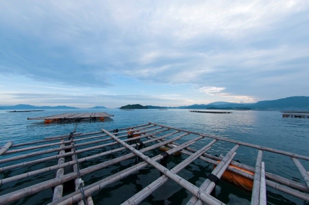 広島安芸津産　生牡蠣むき身2.0kg .殻付き牡蠣30個セット【配達不可：離島】【配送時期:2026年3月～4月中旬】