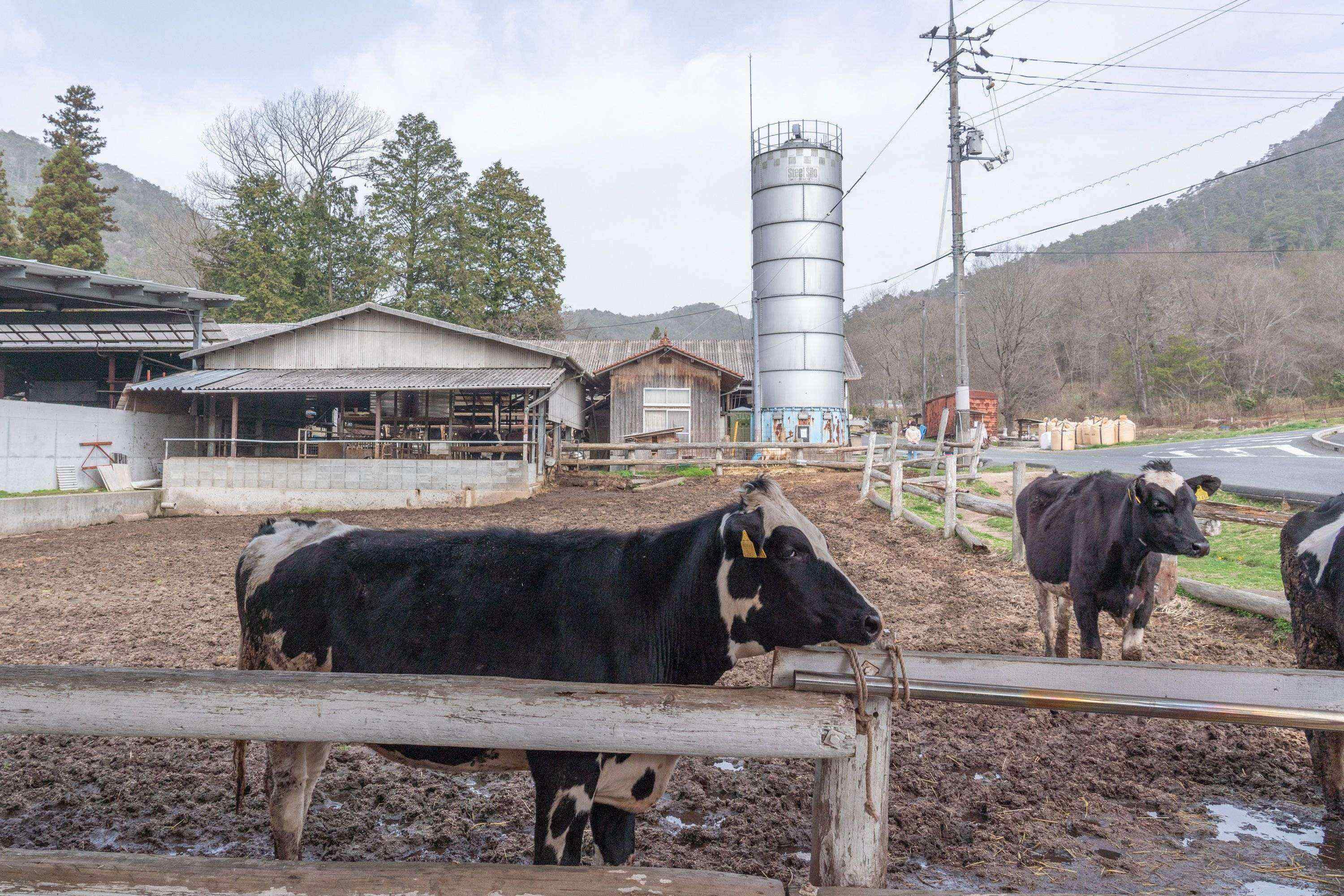 カドーレ自家製チーズ詰め合わせ