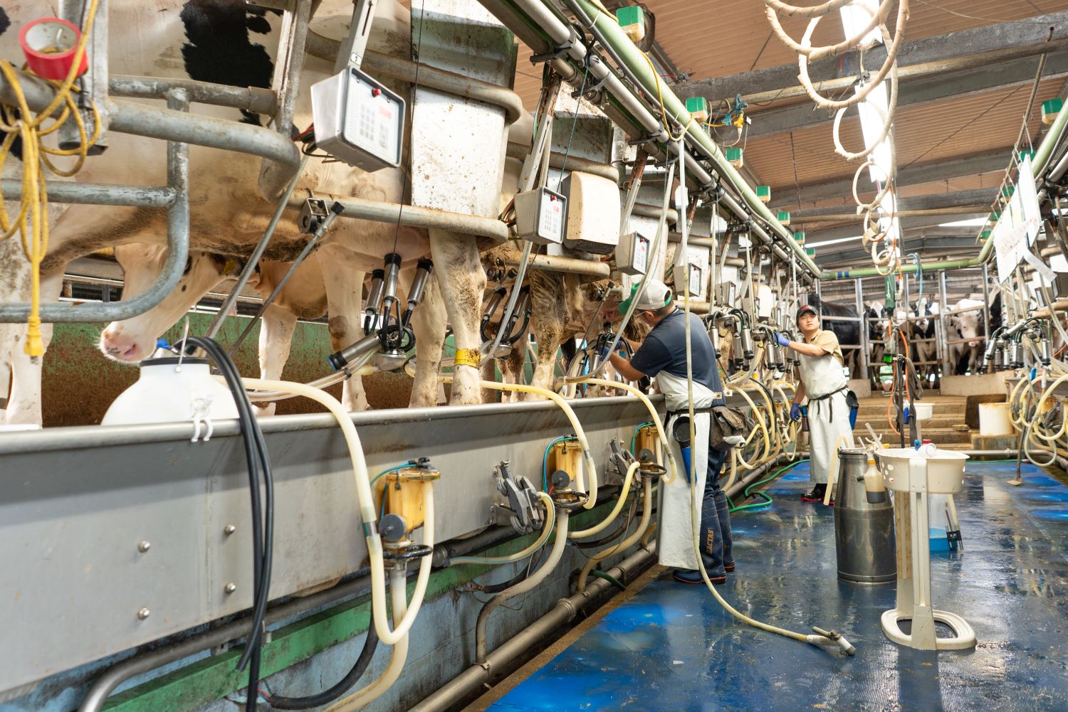 牧場しぼりたて牛乳の十夢プリンセット【配送不可：離島】