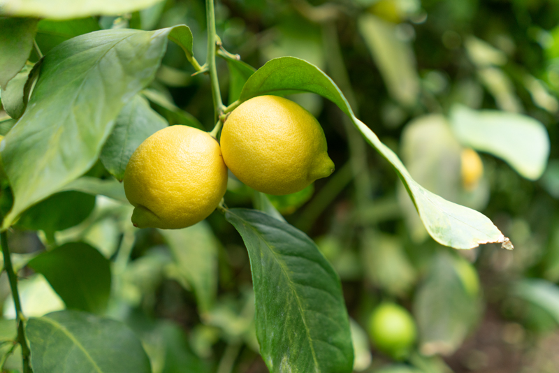 ワックス・防腐剤不使用の皮ごと使えるレモン4㎏とかりんとう2袋セット 【配送時期：9月上旬～4月下旬】