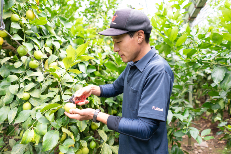 じゃがいもレモンかりんとう10袋