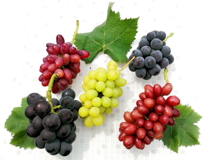 【2026年発送分先行予約】シャインマスカットと食べ比べセット（約2kg）　9月上旬発送　広島　農家直送・新鮮朝採り　【配送不可：離島】【※お届け日指定不可】