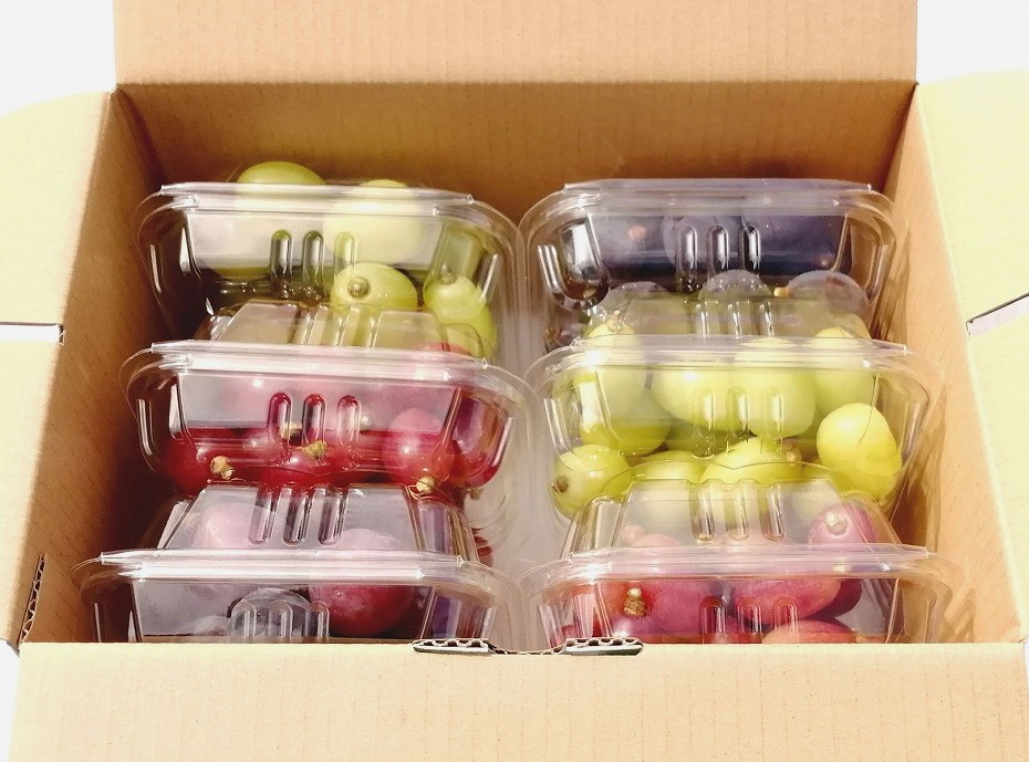 【2026年発送分先行予約】6品種の粒パックセット 1.5㎏　クイーンセブン・シャインマスカット入り　250gパック×6個　8月下旬発送【配送不可：離島】【※お届け日指定不可】