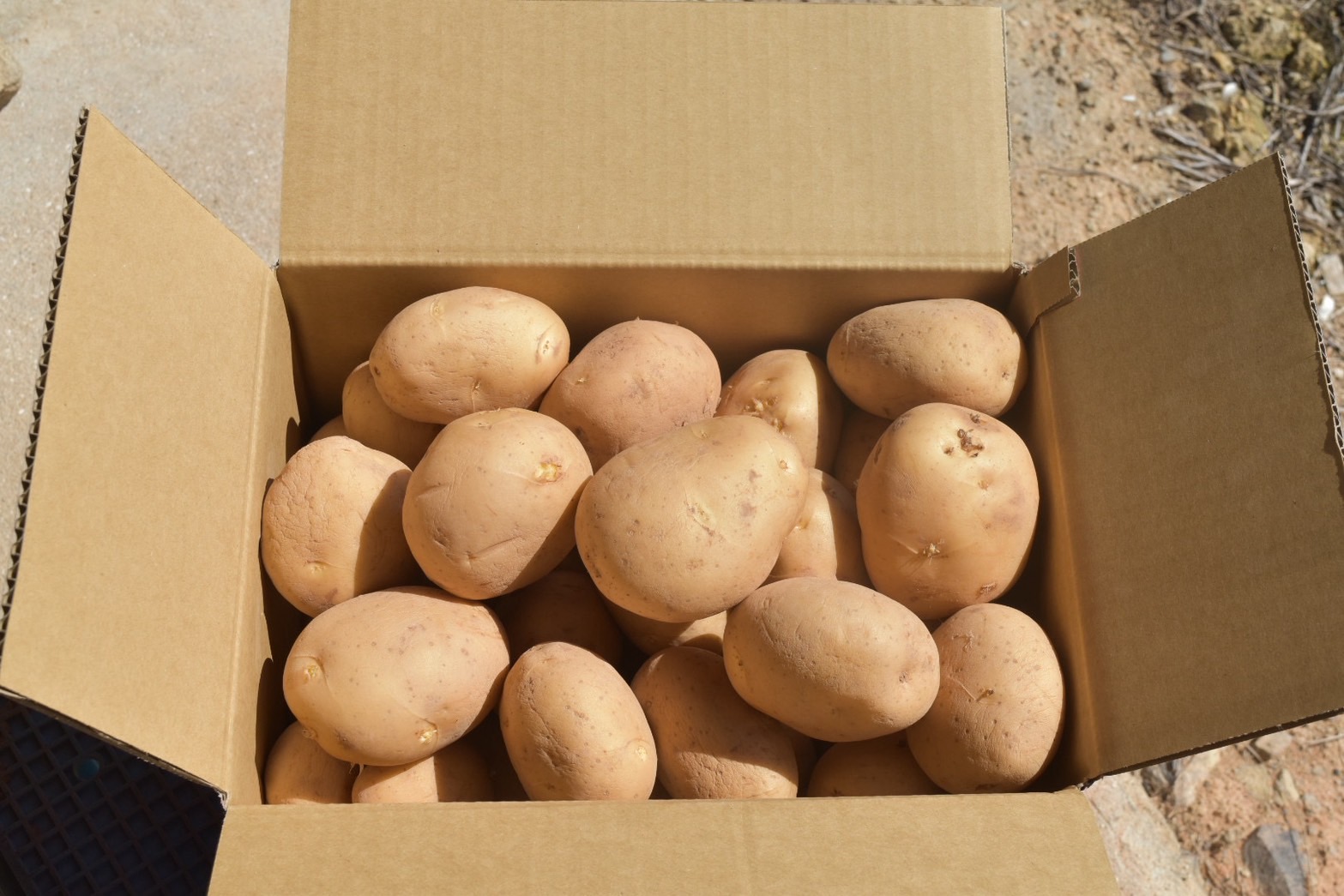 【予約商品】安芸津　赤土じゃがいも　５kg【配送時期：6月上旬～8月上旬／11月下旬～1月上旬】