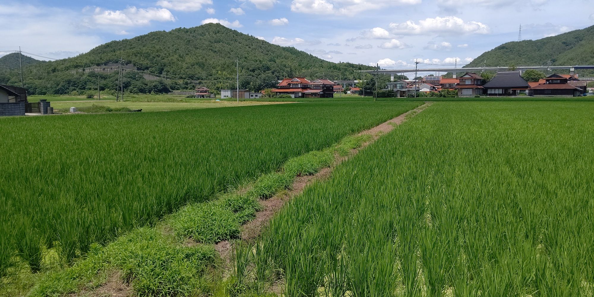 東広島市産米 令和7年産 あきさかり 5kg×2袋