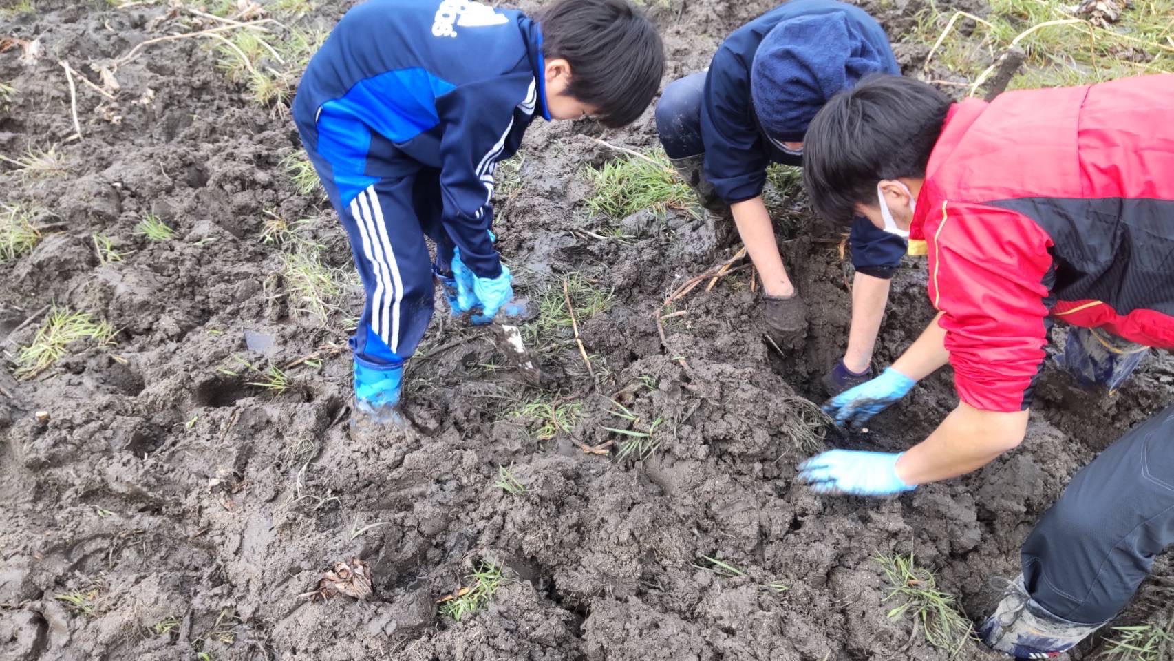 【予約商品】和美蓮根 3kg【配送時期：10月上旬～2月下旬】