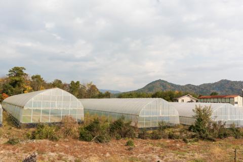 ねぎ農家がつくったサムライねぎ餃子96個(16個ｘ6パック)