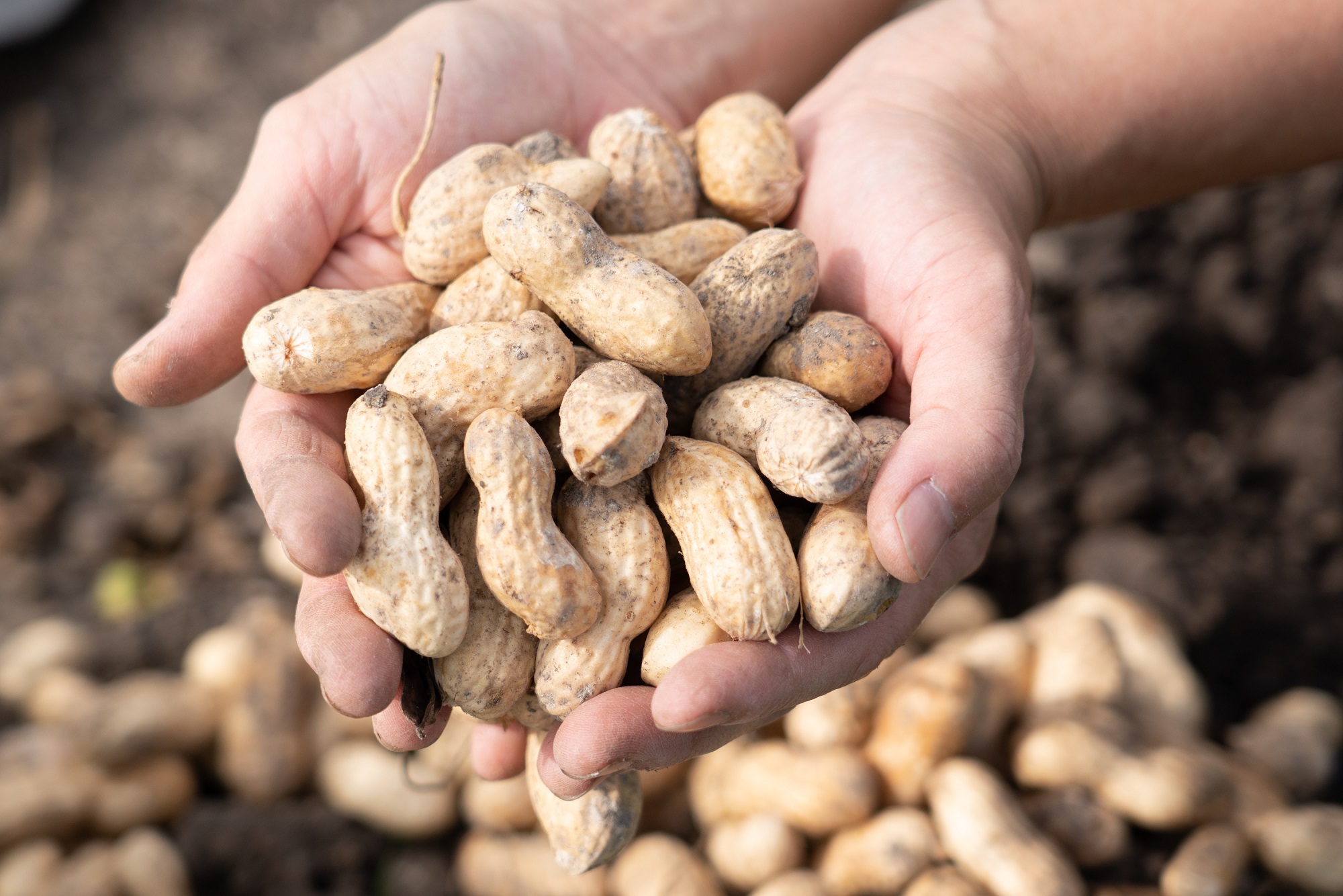 アグリ・アライアンス　焙煎落花生　食べ比べセット　100g×4個　TUTITONE（※現在お届けまでに最大3ヶ月程頂いております。）