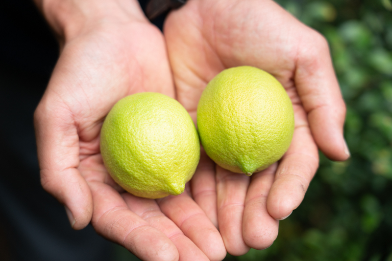 ワックス・防腐剤不使用の皮ごと使えるレモン4㎏とかりんとう2袋セット 【配送時期：9月上旬～4月下旬】