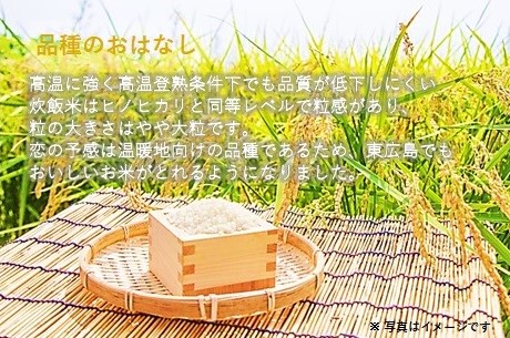 キューブ型 無洗米 恋の予感2合(300g)×6個セット ギフト 個包装 真空パック